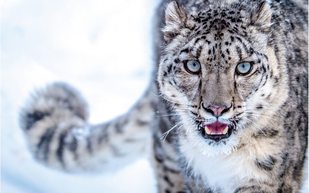 Snow Leopard: The Shy Elusive Cat