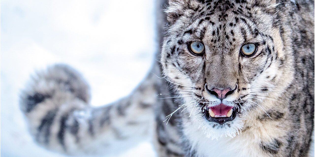 Snow Leopard: The Shy Elusive Cat