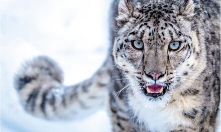 Snow Leopard: The Shy Elusive Cat